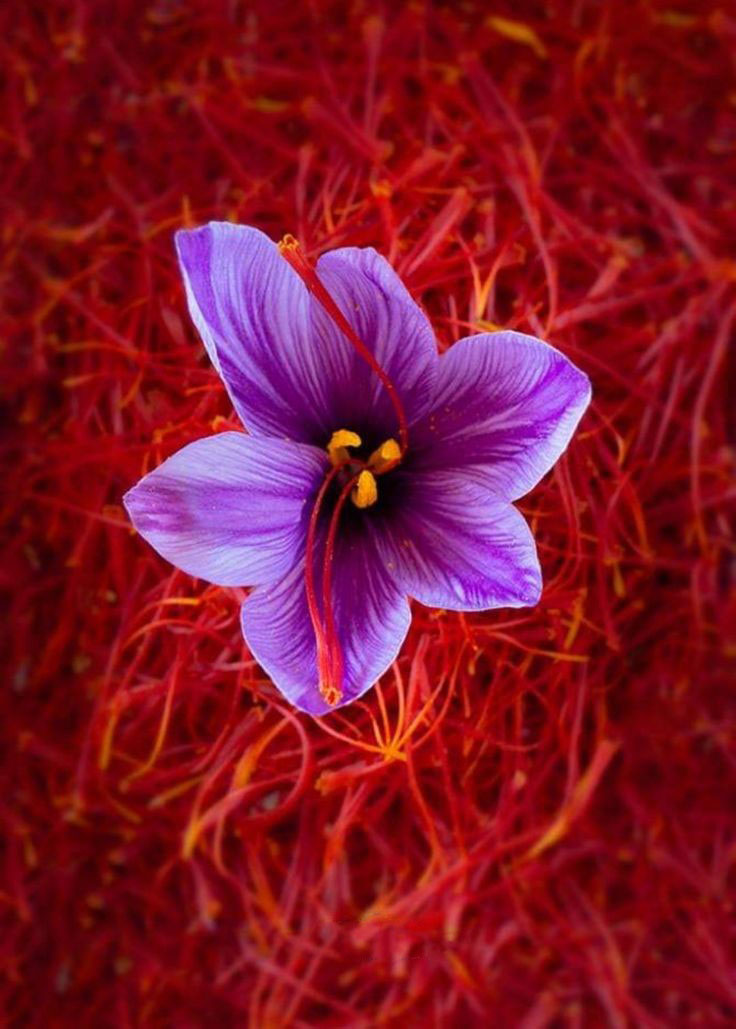 Herat saffron alokozay saffron - Alokozay Saffron - Alokozay Saffron Herat saffron alokozay saffron
