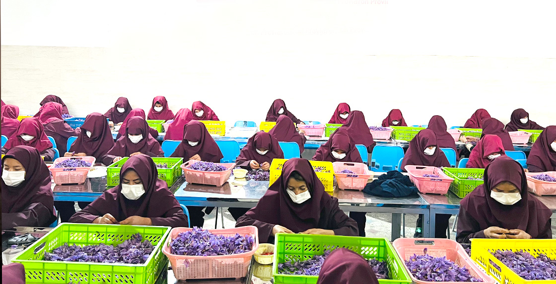 Wholesale - Alokozay Saffron - Alokozay Saffron