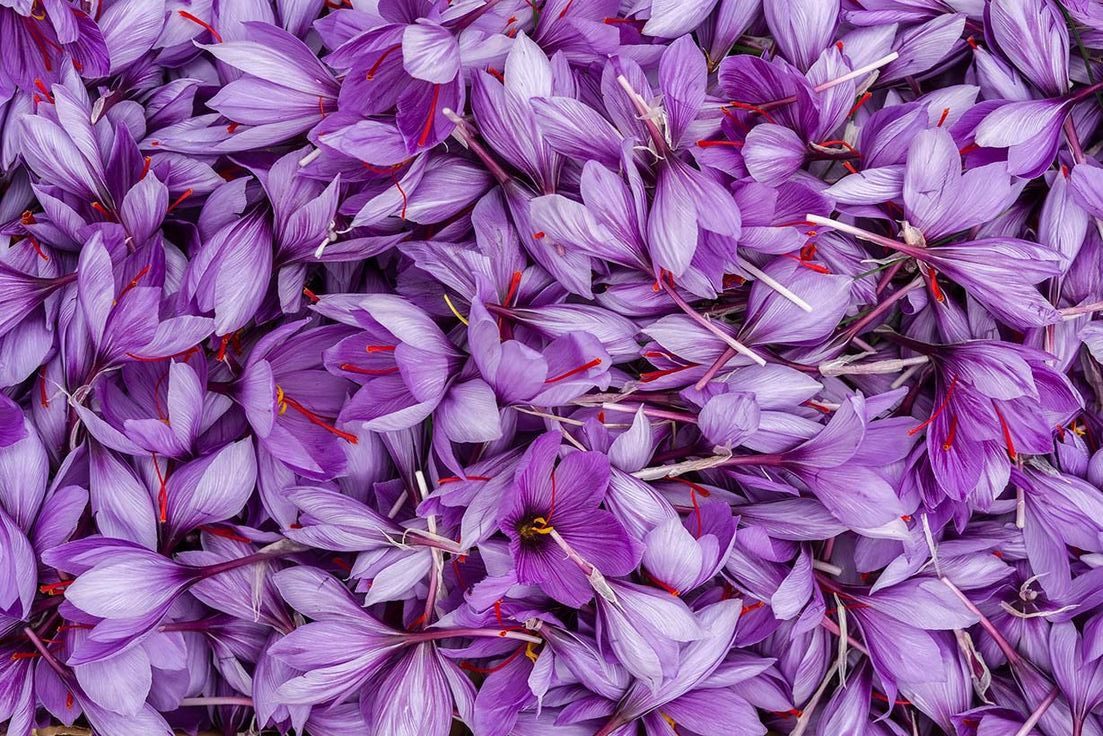 b270ed5a7f8344ea37723d1640d36ec9 - Alokozay Saffron - Alokozay Saffron