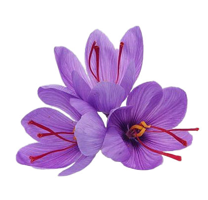 Alokozay Saffron - Provider of hand-picked Herat saffron