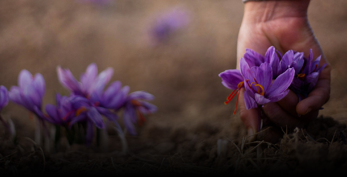 land-01 - Alokozay Saffron - Alokozay Saffron