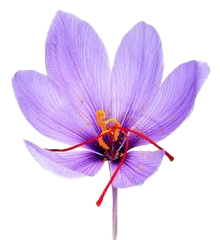 saffronw-flos - Alokozay Saffron - Alokozay Saffron
