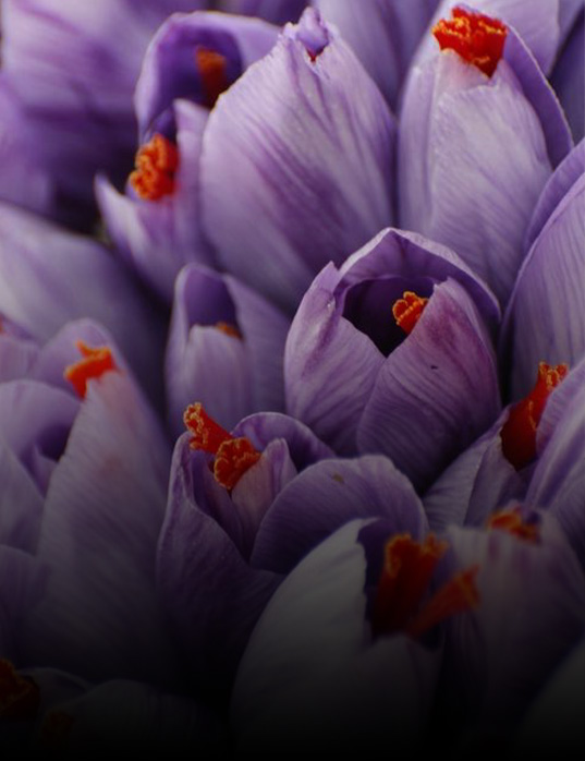 wholes-3 - Alokozay Saffron - Alokozay Saffron