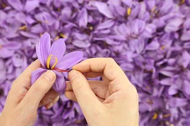 Afghan Saffron